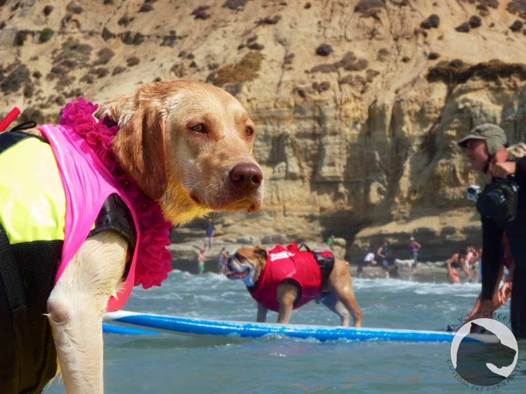 Surf dog Surf-a-thon