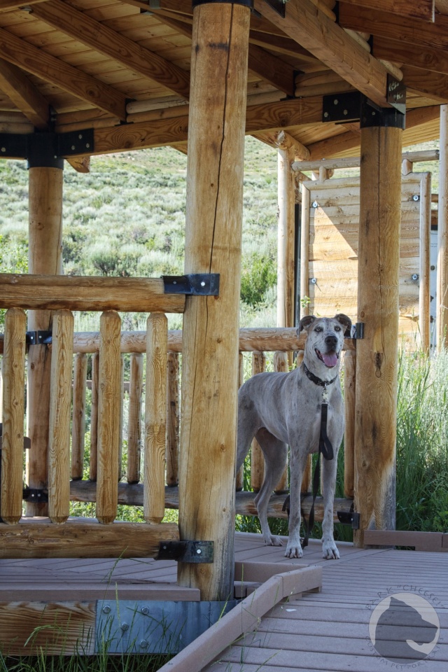 Great Dane on a boardwalk at Fossil Butte National Monument