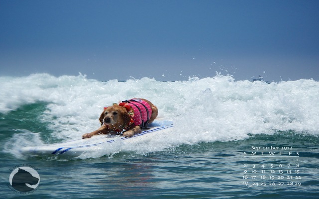 Loews surfdog